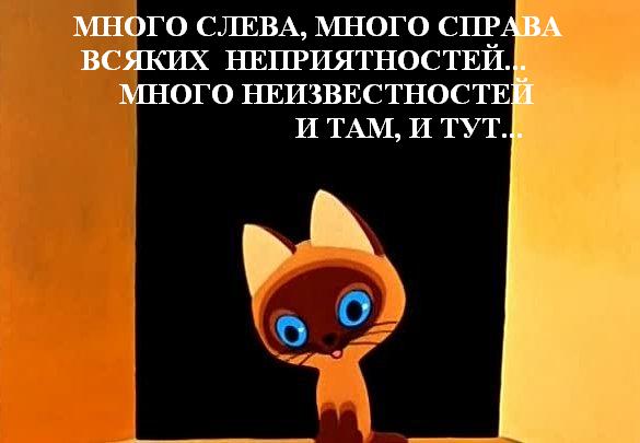 котик.JPG