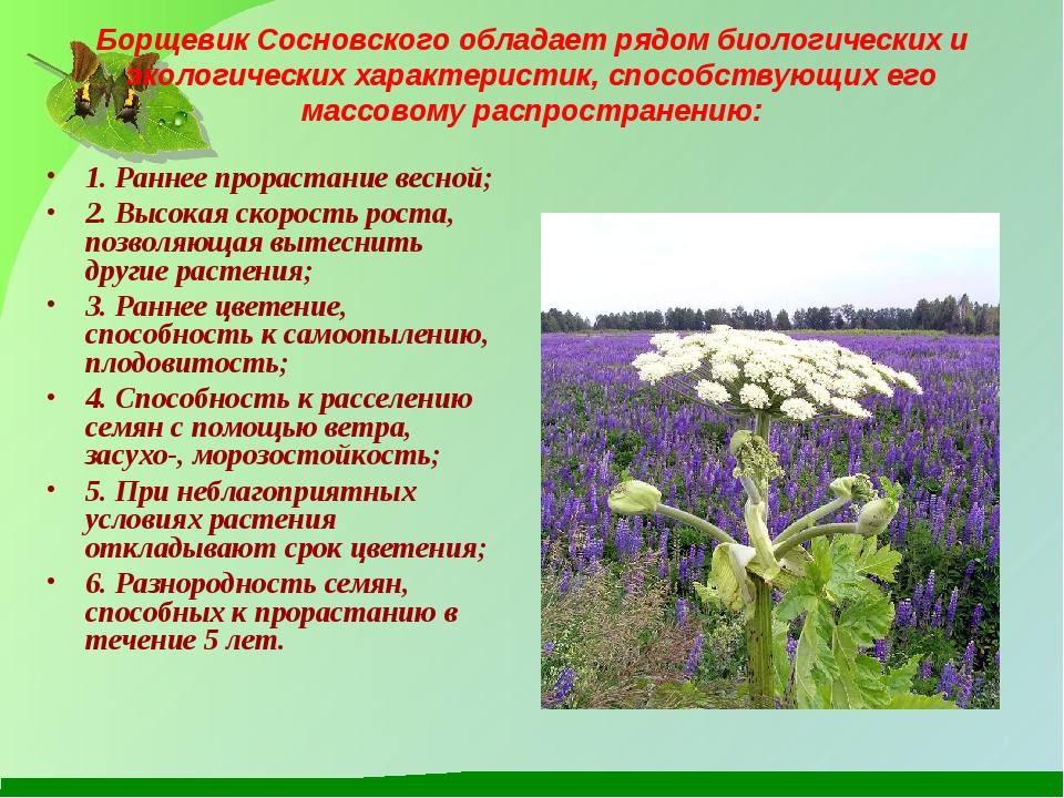 бор.jpg