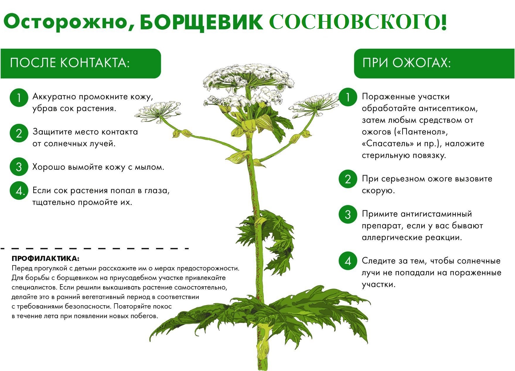 Борщеви1.jpeg