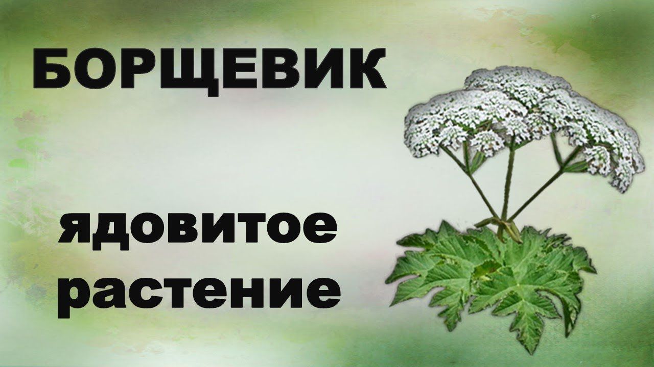 9e73nfuk5rrr2nzdhv4rlro2qj2cd0aa.jpg
