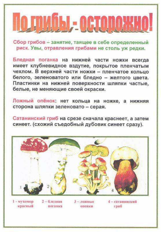 грибы.jpg