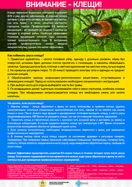 Клещи исправленная уменьшенная.jpg