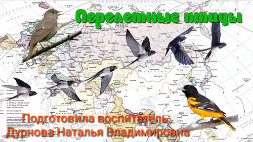 птицы.jpg